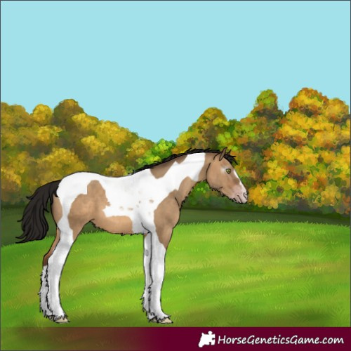 Horse Color:Gray Amber Champagne Dun Tobiano 