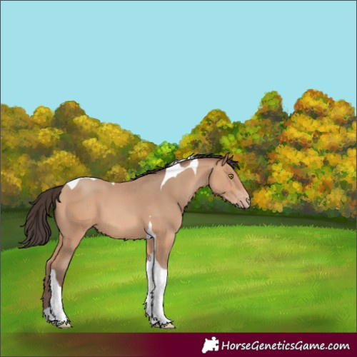 Horse Color:Amber Champagne Tobiano 