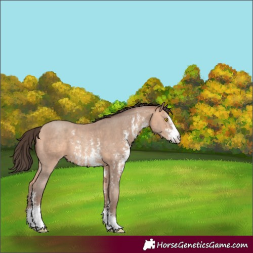 Horse Color:Amber Champagne Sabino 