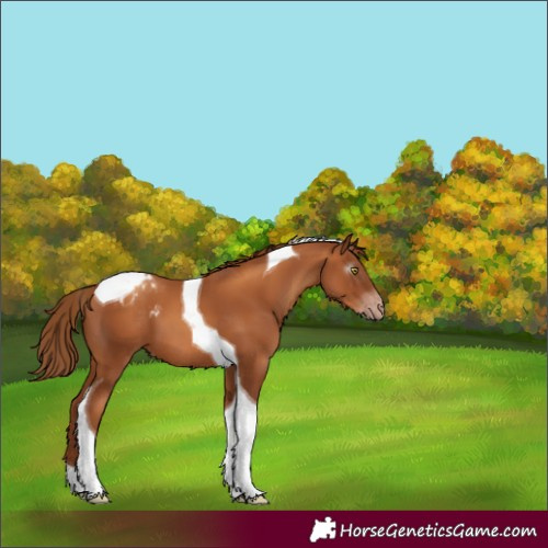 Horse Color:Gray Gold Champagne Tobiano Varnish 