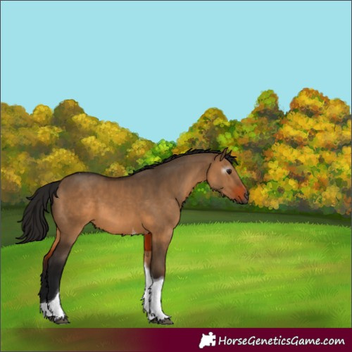 Horse Color:Gray Bay Dun Tobiano 