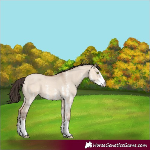 Horse Color:Amber Champagne Dun Sabino 