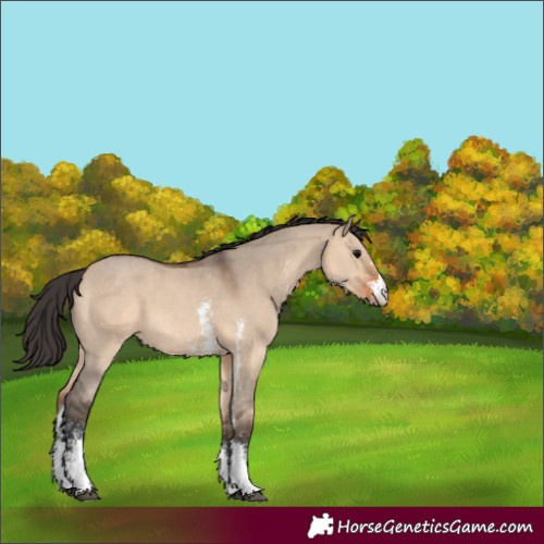 Horse Color:Bay Dun Sabino 
