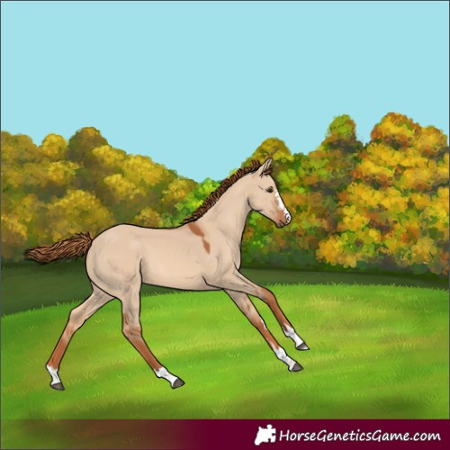 Horse Color:Red Dun 