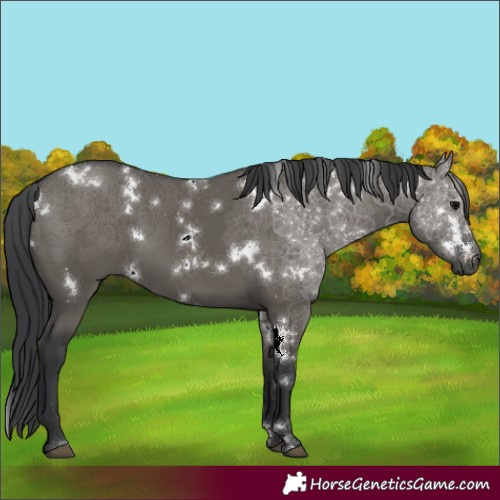 Horse Color:White Spotted Grullo 