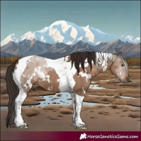Horse Color:White Spotted Liver Red Dun Tobiano 