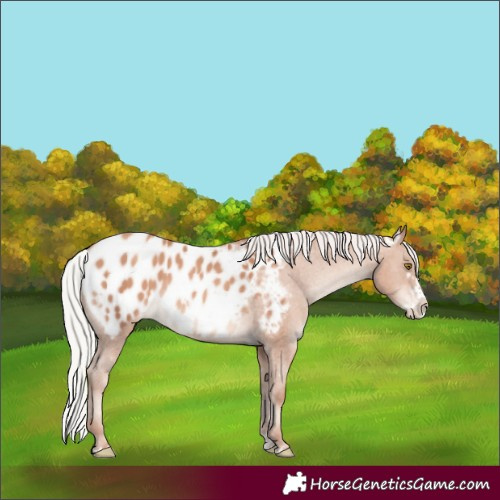 Horse Color:White Spotted Silver Sable Champagne Splash Frame Appaloosa Rabicano 