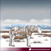 Horse Color:Powder White White Spotted Silver Grullo Splash 