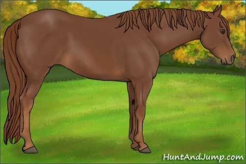 Horse Color:Chestnut 