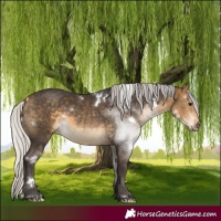 Horse Color:White Spotted Silver Buckskin 