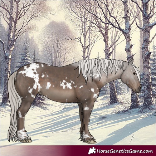 Horse Color:White Spotted Silver Black 