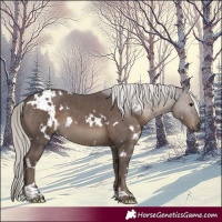 Horse Color:White Spotted Silver Black 