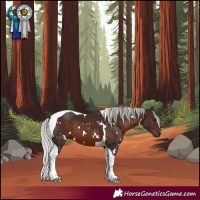 Horse Color:White Spotted Silver Brown Tobiano