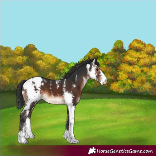 Horse Color:Brown Sabino Blanket 