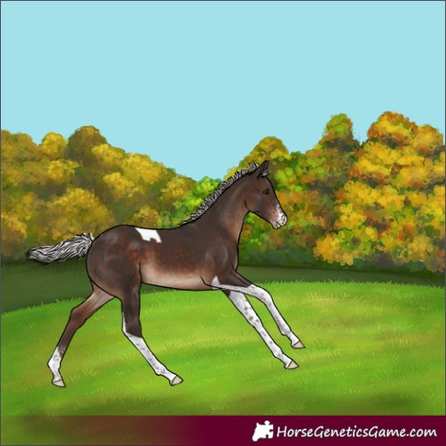 Horse Color:Silver Brown Sabino Tobiano 