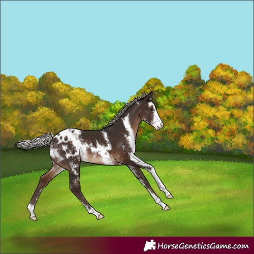 Horse Color:Silver Brown Sabino Appaloosa 