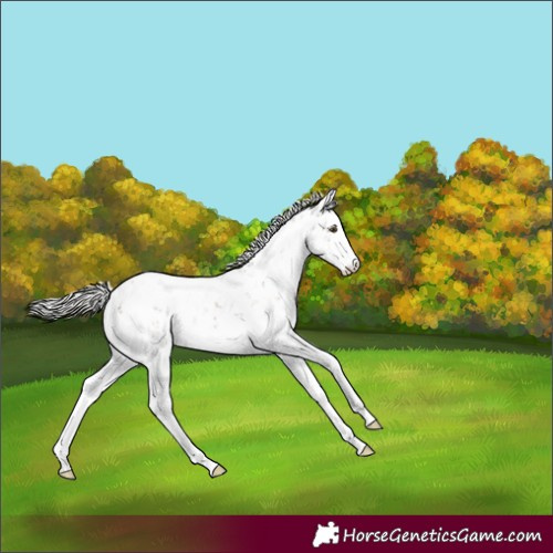 Horse Color:Silver Bay Dun Mushroom Sabino 