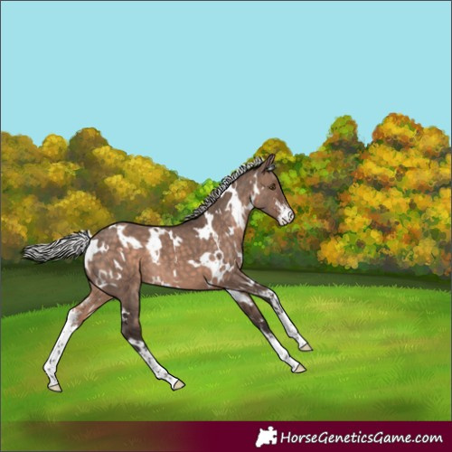Horse Color:White Spotted Silver Bay Dun Mushroom Sabino 