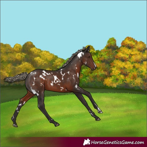 Horse Color:White Spotted Liver Chestnut Mushroom 