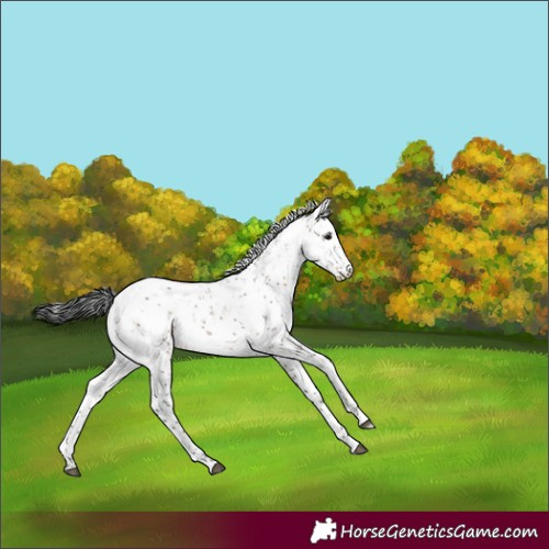 Horse Color:Brown Dun Sabino 