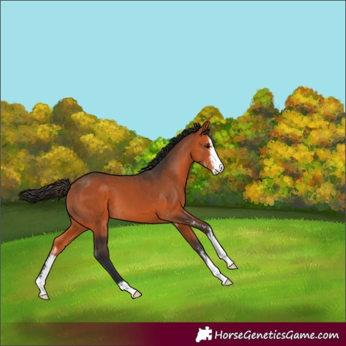 Horse Color:Bay Sabino 