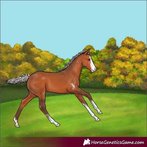 Horse Color:Silver Bay Sabino 