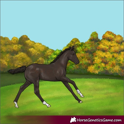 Horse Color:Liver Chestnut 