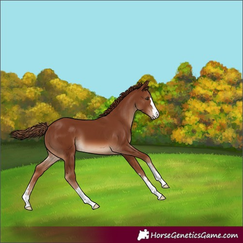 Horse Color:Chestnut 