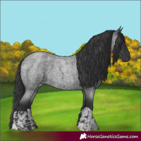 Horse Color:Blue Roan and Blue Roan