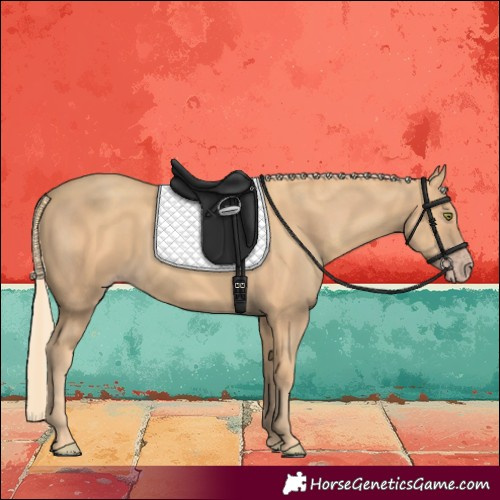 Horse Color:Gold Champagne 