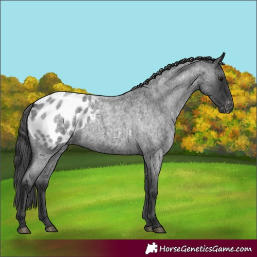 Horse Color:Blue Roan Blanket