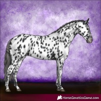 Horse Color:Black Near Leopard