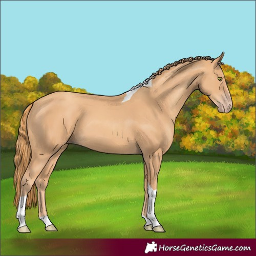 Horse Color:Gold Champagne Tobiano 