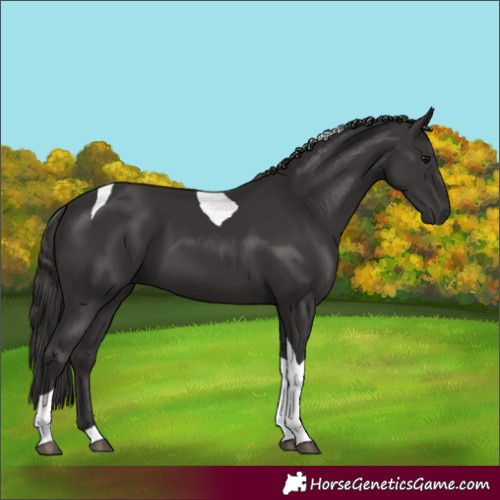 Horse Color:Smoky Black Tobiano 