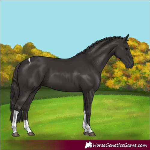 Horse Color:Smoky Black Tobiano 
