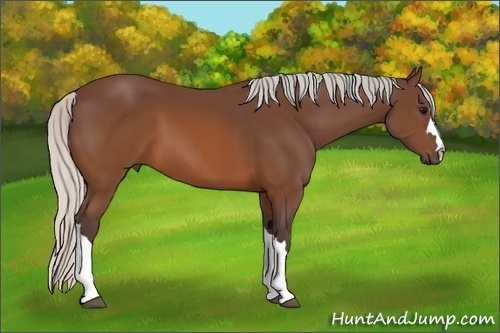Horse Color:Silver Brown
