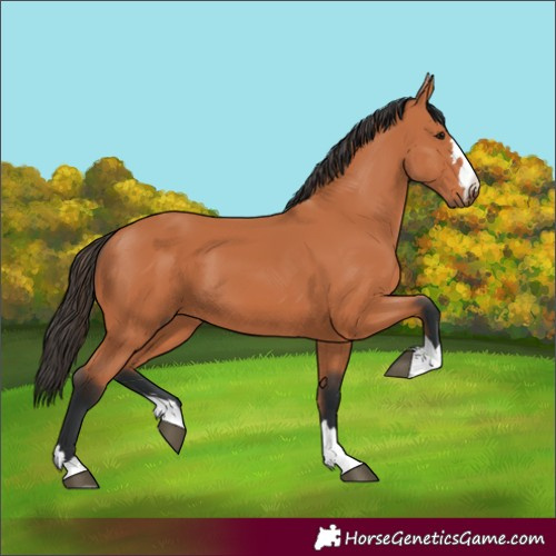 Horse Color:Bay 