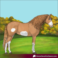 Horse Color:Chestnut Splash Frame