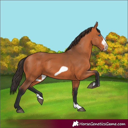 Horse Color:Bay Splash Frame
