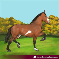 Horse Color:Bay Splash Frame
