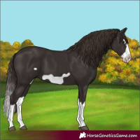 Horse Color:Liver Chestnut Splash Frame 