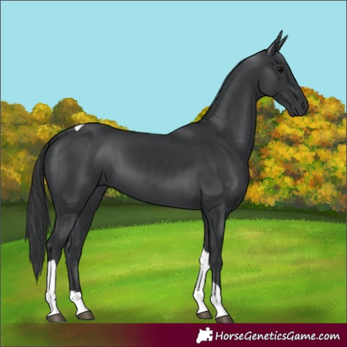 Horse Color:Black Tobiano 