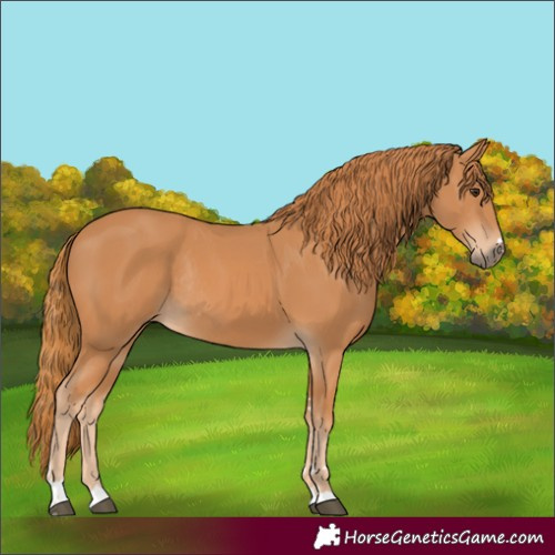 Horse Color:Chestnut Rabicano