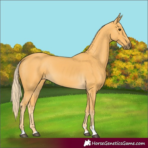 Horse Color:Palomino 