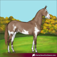 Horse Color:Liver Red Dun Sabino Rabicano 