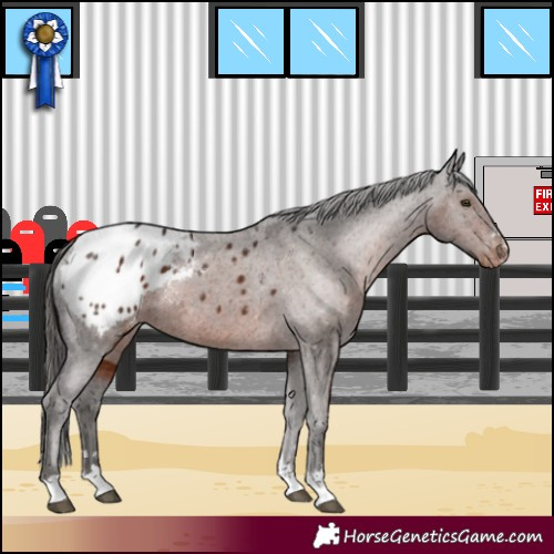 Horse Color:Liver Chestnut Appaloosa 