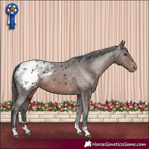 Horse Color:Liver Chestnut Appaloosa 
