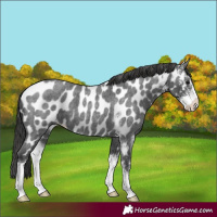 Horse Color:Blue Roan Sabino Near Leopard 