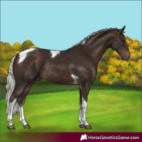 Horse Color:White Spotted Silver Brown Tobiano Rabicano
