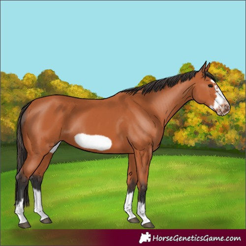 Horse Color:Bay Splash Frame
